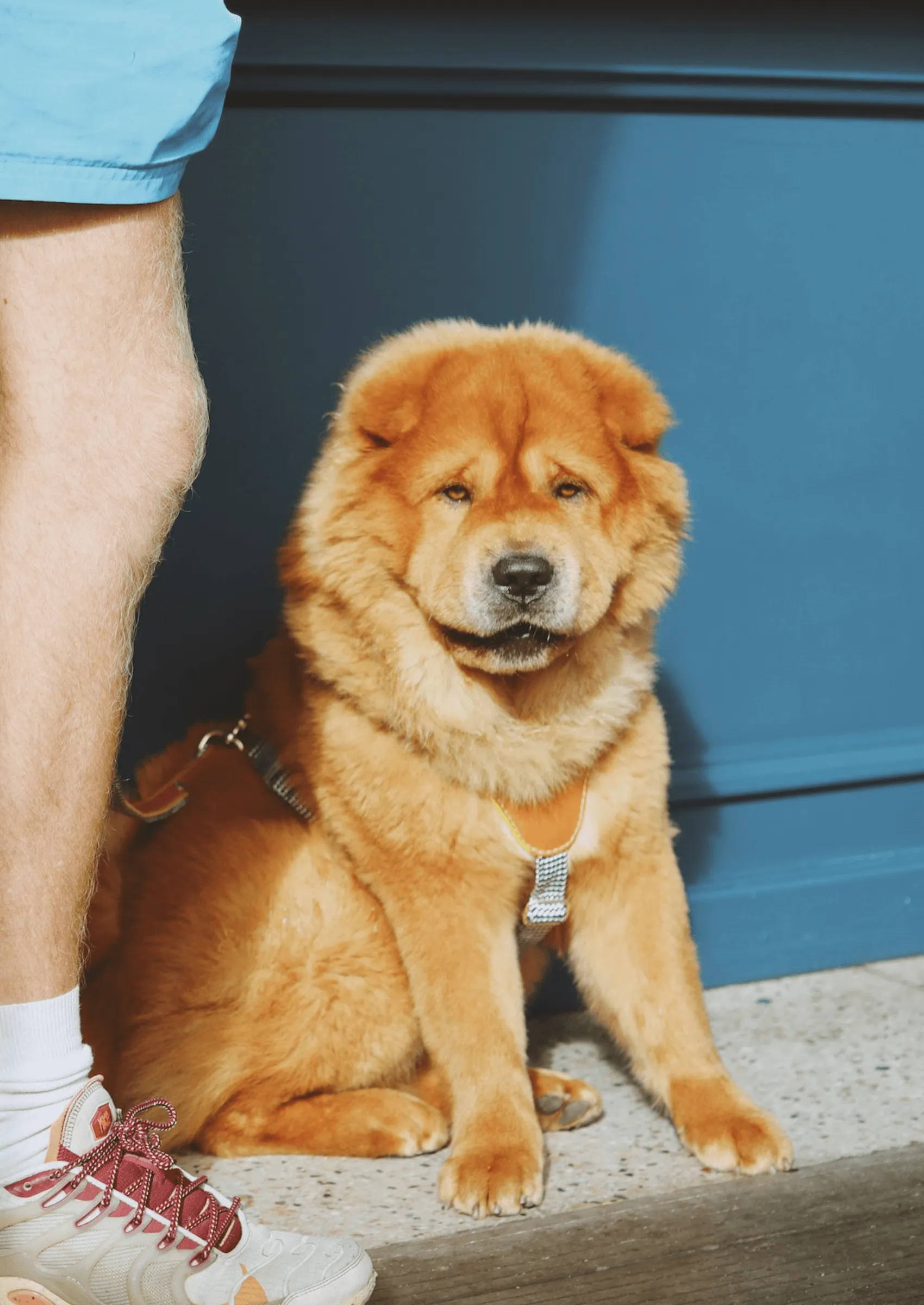 Leather Dog Harness | Cognac West