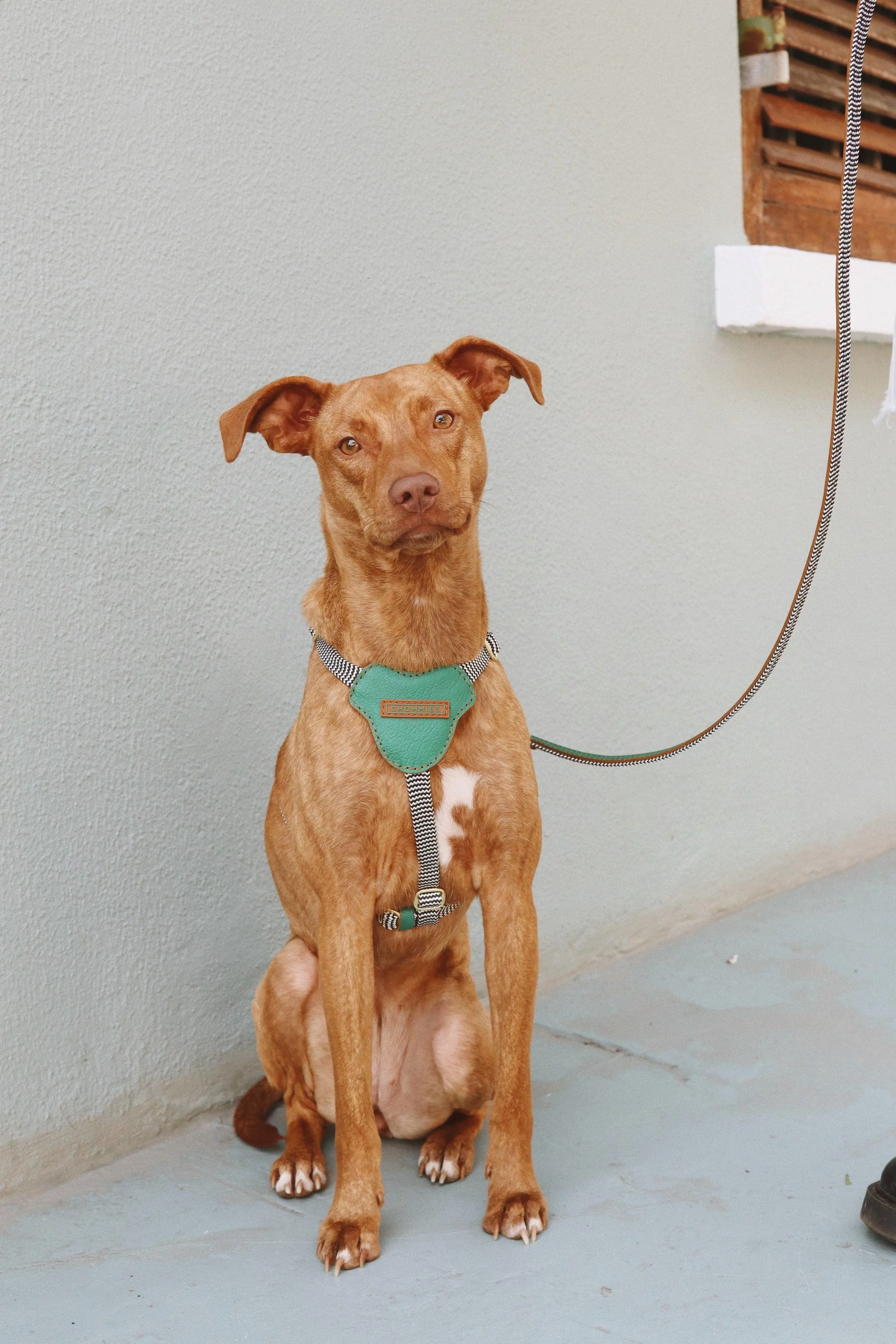 Leather Dog Harness | Green Shady