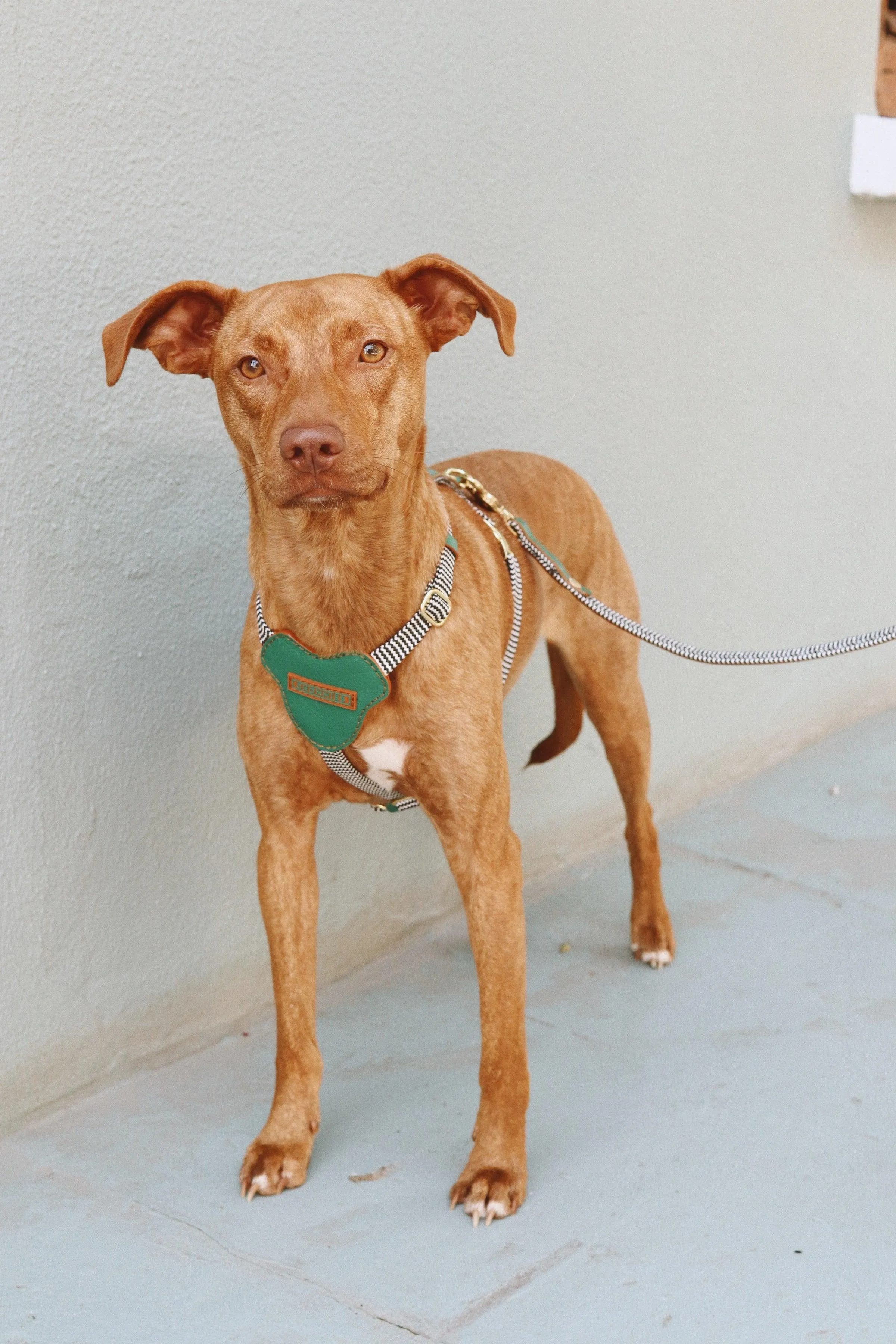 Leather Dog Harness | Green Shady